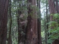 Muir Woods